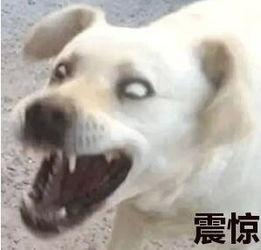 吃瓜真的好难,揭秘吃瓜背后的艰辛与挑战