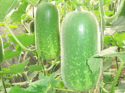 潮汕离婚吃瓜视频大全,揭秘潮汕地区婚姻现状与家庭矛盾