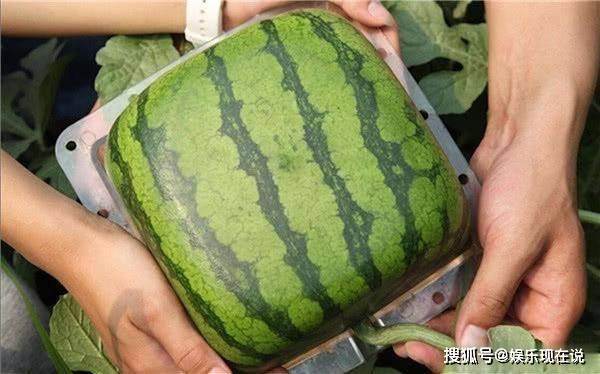 网上吃瓜的结果,揭秘近期热门吃瓜事件背后的真相