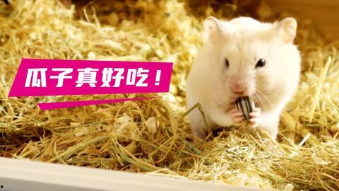 仓鼠喜欢吃瓜花生