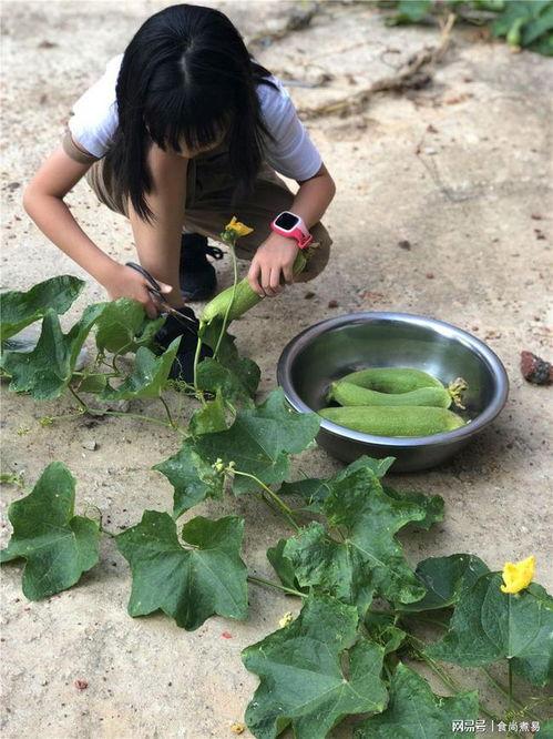 瓜多的来不及吃,夏日美食狂欢背后的无奈与反思