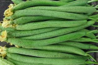 丝瓜网红主播,直播界的绿色新宠