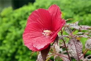 今日头条芙蓉葵,绽放的美丽与神秘，探寻大自然的奇迹