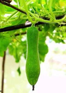 不种瓜也是得瓜吃,揭秘“不种瓜也是得瓜吃”的神奇现象