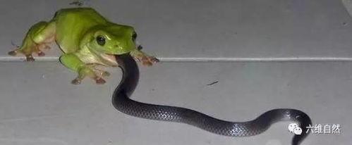 宝宝蛇吃瓜专场,一场味蕾与视觉的狂欢